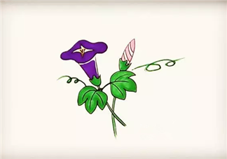 兒童簡筆畫 簡筆畫牽牛花喇叭花